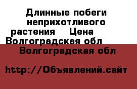 Длинные побеги неприхотливого растения  › Цена ­ 100 - Волгоградская обл.  »    . Волгоградская обл.